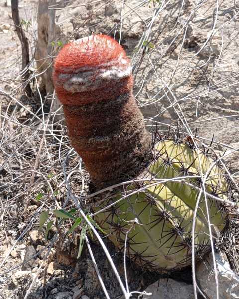 Перу, в натуре! Крайний север, декабрь 2025 – январь 2026