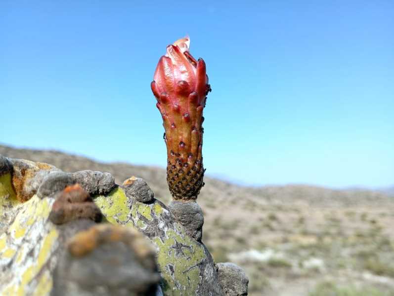 Перу, в натуре! Крайний север, декабрь 2025 – январь 2026