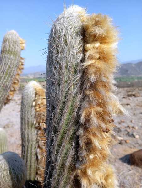 Перу, в натуре! Крайний север, декабрь 2025 – январь 2026