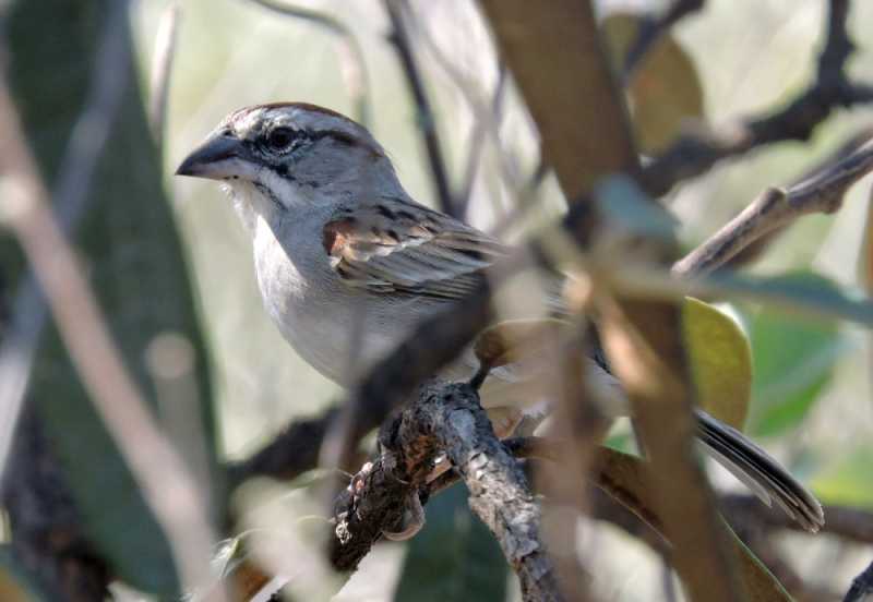 Перу, в натуре! Крайний север, декабрь 2025 – январь 2026