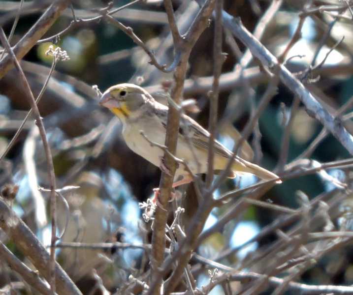 Перу, в натуре! Крайний север, декабрь 2025 – январь 2026