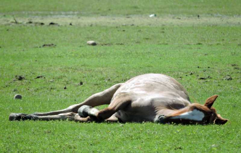 Перу, в натуре! Крайний север, декабрь 2025 – январь 2026