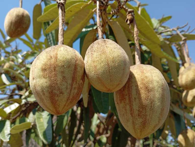 Перу, в натуре! Крайний север, декабрь 2025 – январь 2026