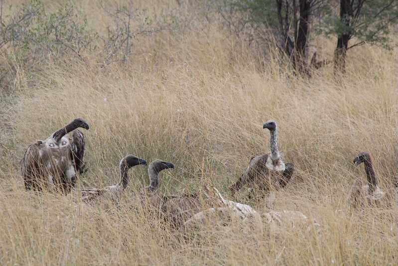 Южно-африканские приключения часть 2 20000 км (Намибия, Ботсвана, Замбия, Малави, Мозамбик) октябрь-декабрь 2025