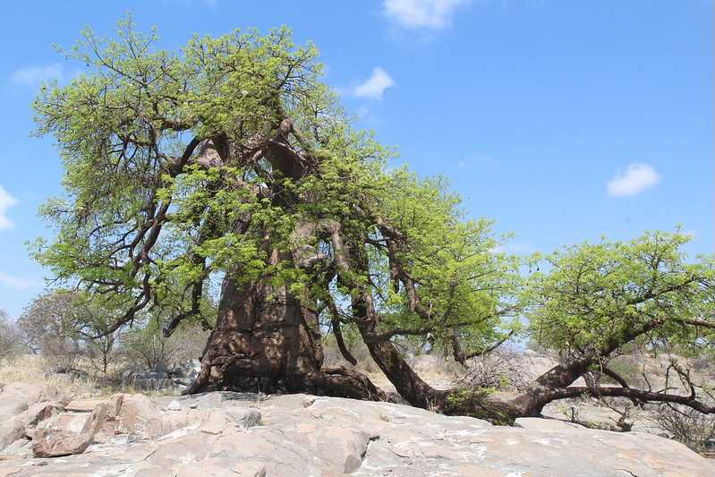 Южно-африканские приключения часть 2 20000 км (Намибия, Ботсвана, Замбия, Малави, Мозамбик) октябрь-декабрь 2025