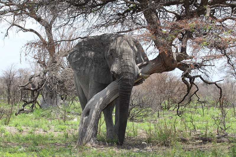 Южно-африканские приключения часть 2 20000 км (Намибия, Ботсвана, Замбия, Малави, Мозамбик) октябрь-декабрь 2025