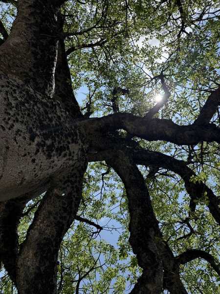 Южно-африканские приключения часть 2 20000 км (Намибия, Ботсвана, Замбия, Малави, Мозамбик) октябрь-декабрь 2025