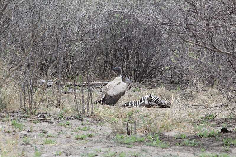 Южно-африканские приключения часть 2 20000 км (Намибия, Ботсвана, Замбия, Малави, Мозамбик) октябрь-декабрь 2025