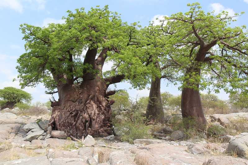 Южно-африканские приключения часть 2 20000 км (Намибия, Ботсвана, Замбия, Малави, Мозамбик) октябрь-декабрь 2025