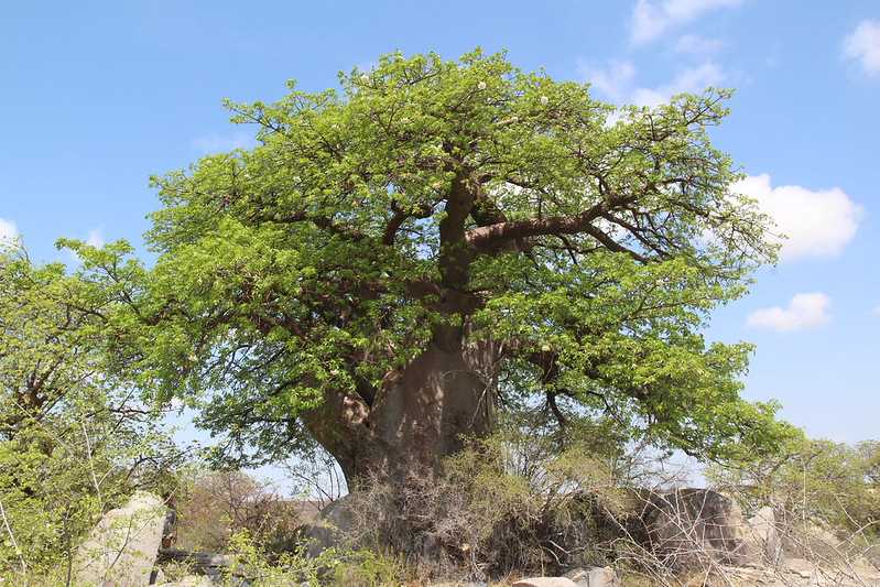 Южно-африканские приключения часть 2 20000 км (Намибия, Ботсвана, Замбия, Малави, Мозамбик) октябрь-декабрь 2025