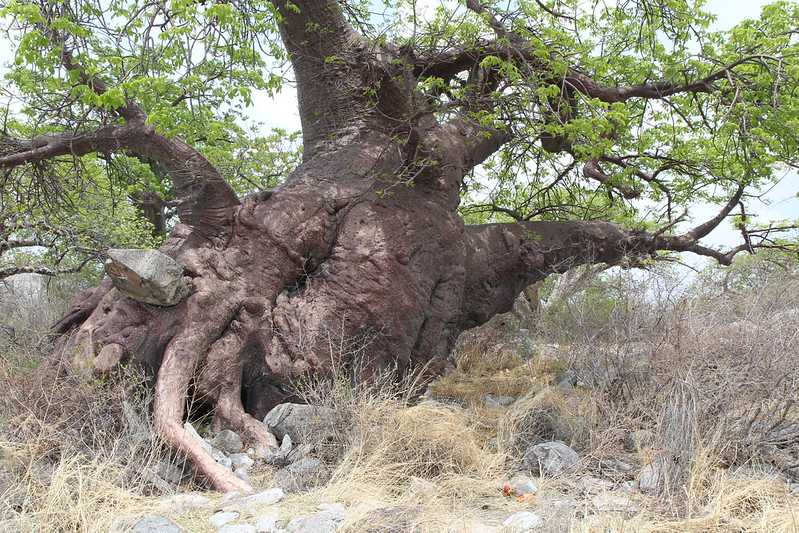 Южно-африканские приключения часть 2 20000 км (Намибия, Ботсвана, Замбия, Малави, Мозамбик) октябрь-декабрь 2025