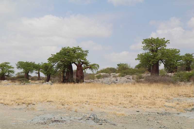 Южно-африканские приключения часть 2 20000 км (Намибия, Ботсвана, Замбия, Малави, Мозамбик) октябрь-декабрь 2025