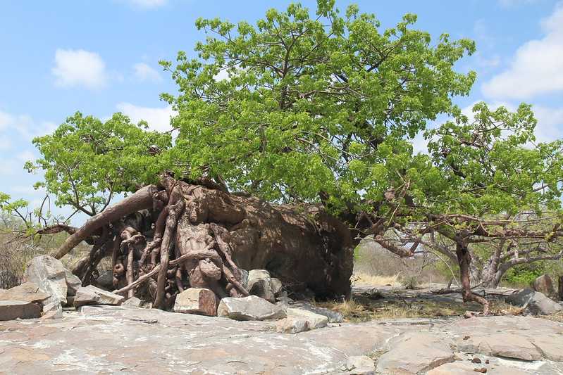 Южно-африканские приключения часть 2 20000 км (Намибия, Ботсвана, Замбия, Малави, Мозамбик) октябрь-декабрь 2025