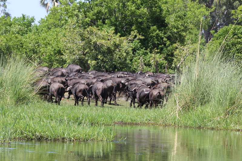 Южно-африканские приключения часть 2 20000 км (Намибия, Ботсвана, Замбия, Малави, Мозамбик) октябрь-декабрь 2025