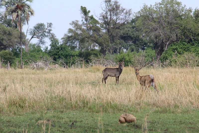 Южно-африканские приключения часть 2 20000 км (Намибия, Ботсвана, Замбия, Малави, Мозамбик) октябрь-декабрь 2025