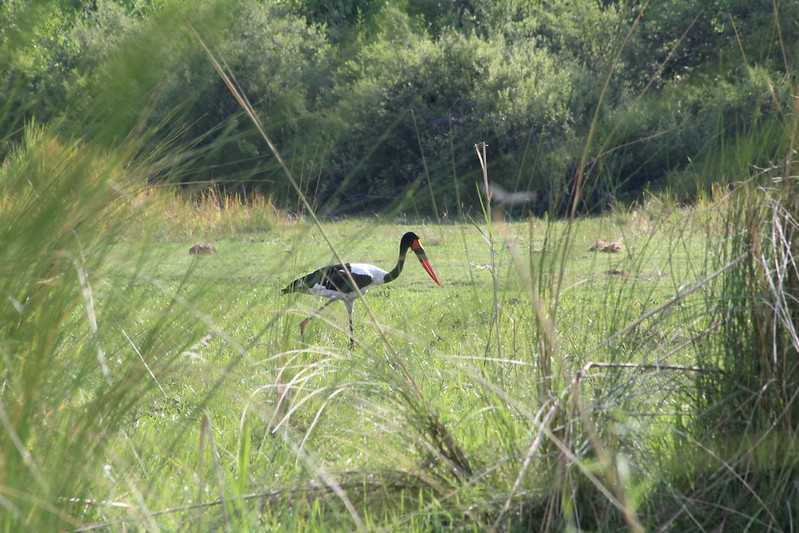 Южно-африканские приключения часть 2 20000 км (Намибия, Ботсвана, Замбия, Малави, Мозамбик) октябрь-декабрь 2025
