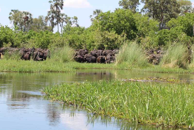 Южно-африканские приключения часть 2 20000 км (Намибия, Ботсвана, Замбия, Малави, Мозамбик) октябрь-декабрь 2025