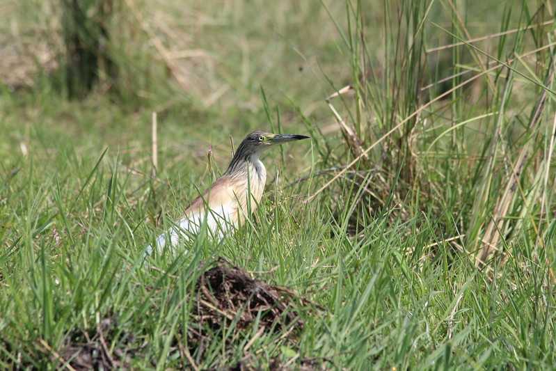 Южно-африканские приключения часть 2 20000 км (Намибия, Ботсвана, Замбия, Малави, Мозамбик) октябрь-декабрь 2025