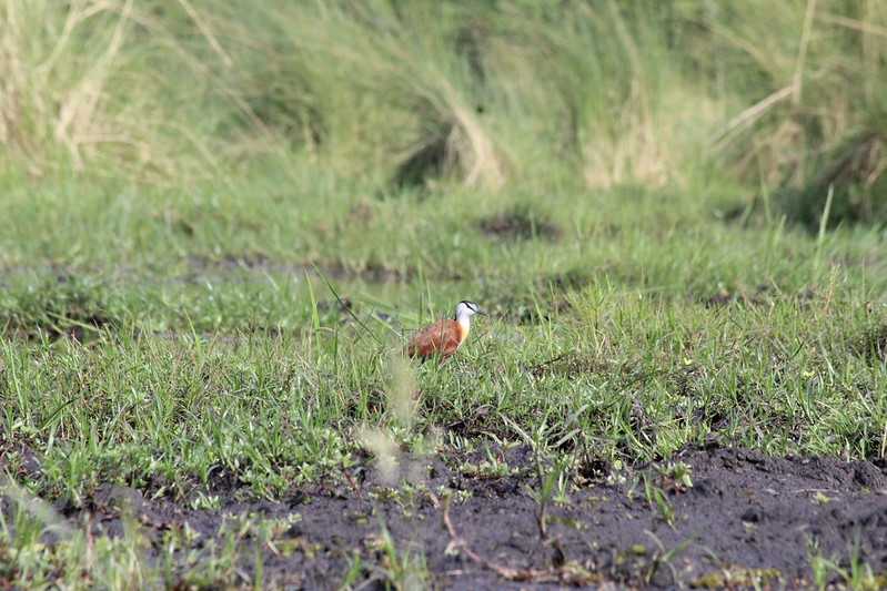 Южно-африканские приключения часть 2 20000 км (Намибия, Ботсвана, Замбия, Малави, Мозамбик) октябрь-декабрь 2025