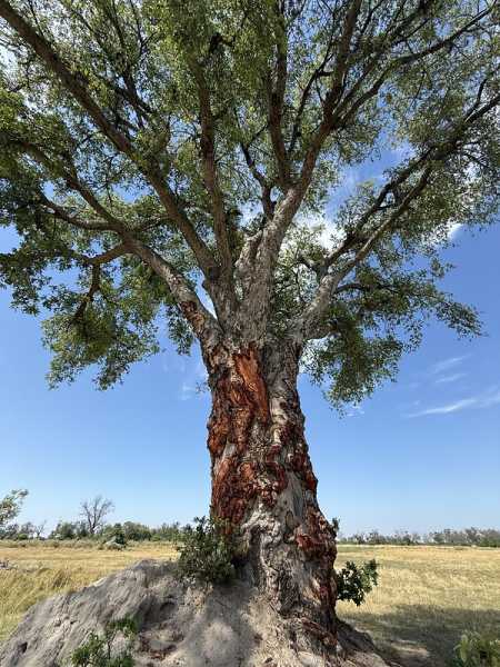 Южно-африканские приключения часть 2 20000 км (Намибия, Ботсвана, Замбия, Малави, Мозамбик) октябрь-декабрь 2025