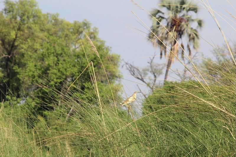 Южно-африканские приключения часть 2 20000 км (Намибия, Ботсвана, Замбия, Малави, Мозамбик) октябрь-декабрь 2025