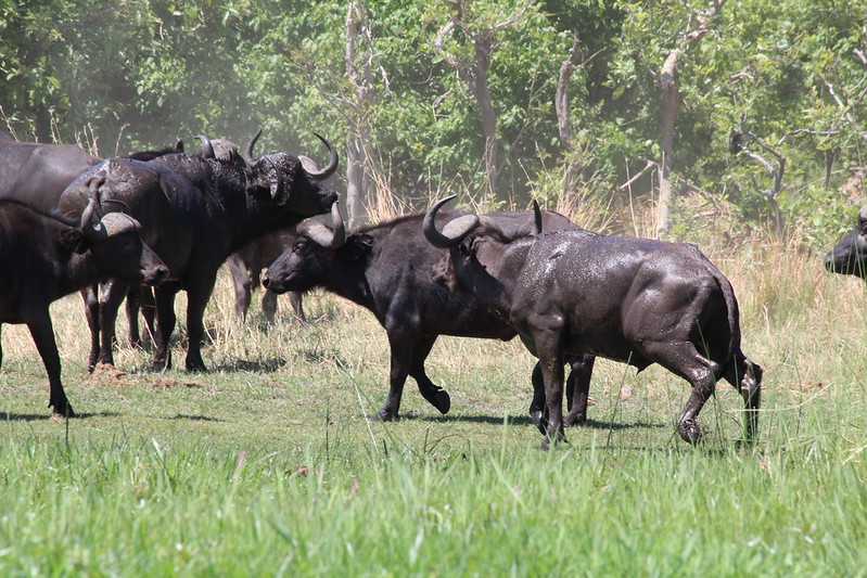 Южно-африканские приключения часть 2 20000 км (Намибия, Ботсвана, Замбия, Малави, Мозамбик) октябрь-декабрь 2025