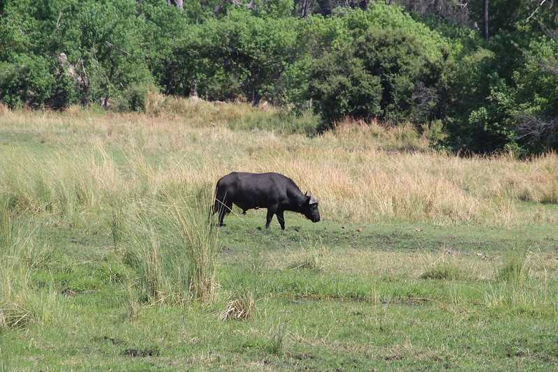 Южно-африканские приключения часть 2 20000 км (Намибия, Ботсвана, Замбия, Малави, Мозамбик) октябрь-декабрь 2025