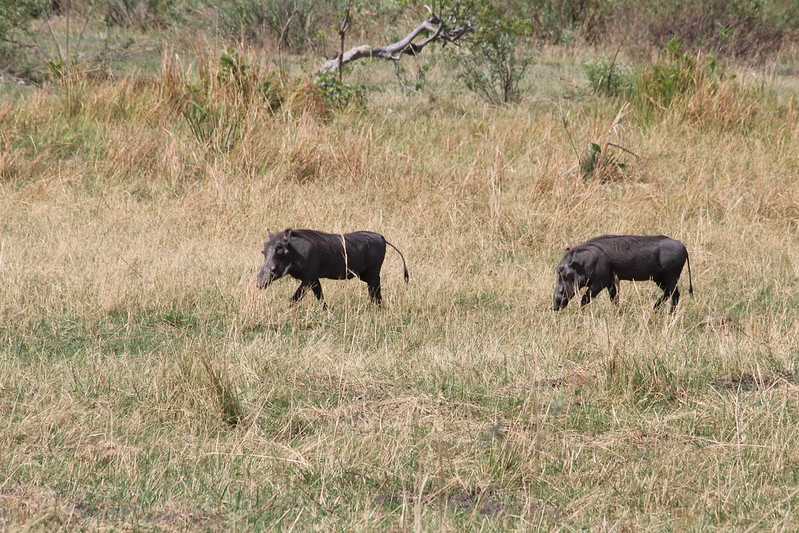 Южно-африканские приключения часть 2 20000 км (Намибия, Ботсвана, Замбия, Малави, Мозамбик) октябрь-декабрь 2025