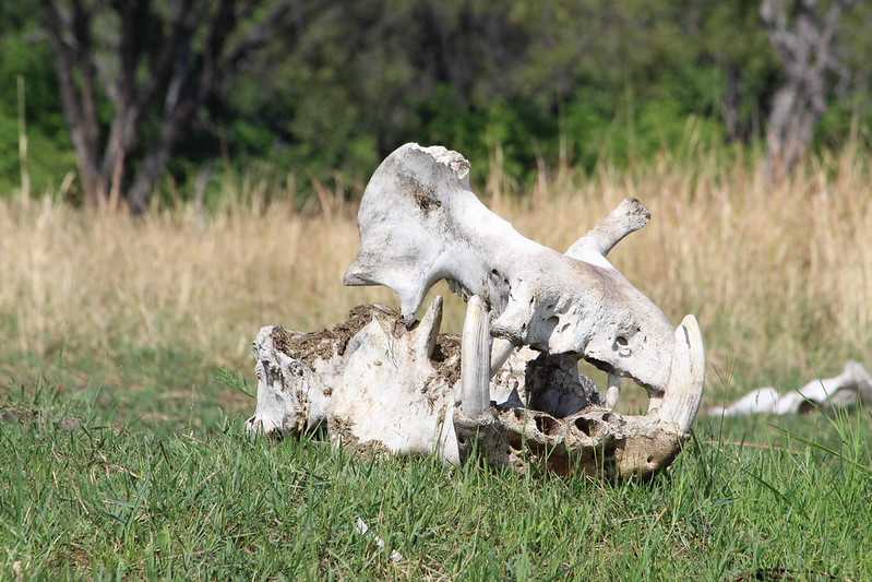 Южно-африканские приключения часть 2 20000 км (Намибия, Ботсвана, Замбия, Малави, Мозамбик) октябрь-декабрь 2025