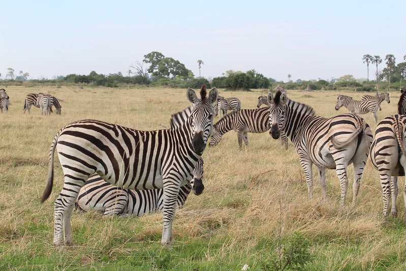 Южно-африканские приключения часть 2 20000 км (Намибия, Ботсвана, Замбия, Малави, Мозамбик) октябрь-декабрь 2025