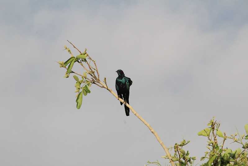 Южно-африканские приключения часть 2 20000 км (Намибия, Ботсвана, Замбия, Малави, Мозамбик) октябрь-декабрь 2025