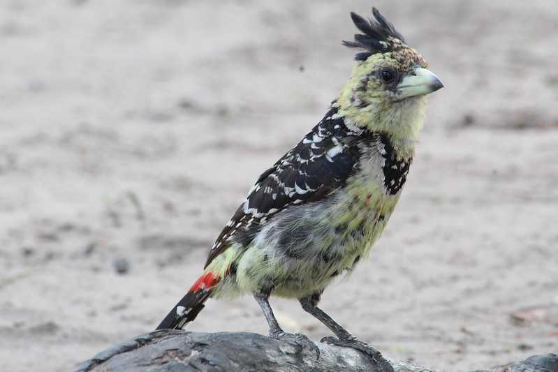 Южно-африканские приключения часть 2 20000 км (Намибия, Ботсвана, Замбия, Малави, Мозамбик) октябрь-декабрь 2025