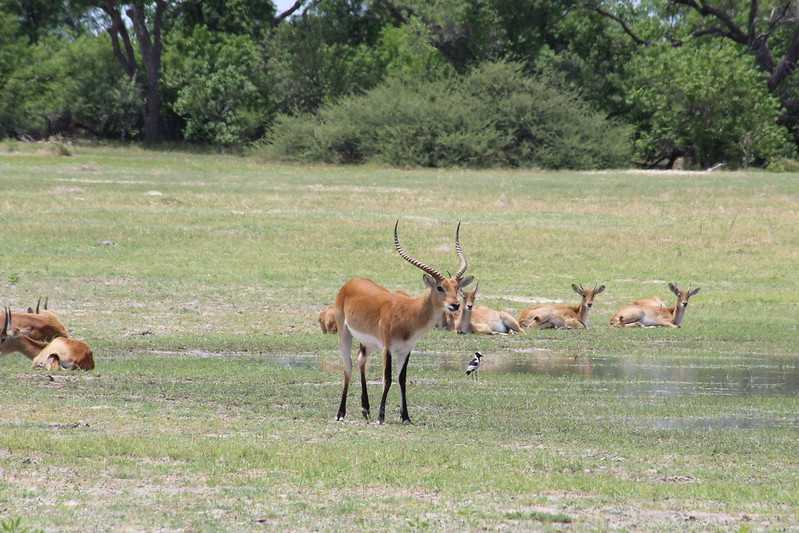 Южно-африканские приключения часть 2 20000 км (Намибия, Ботсвана, Замбия, Малави, Мозамбик) октябрь-декабрь 2025