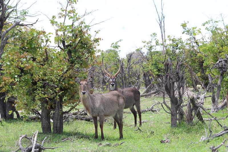 Южно-африканские приключения часть 2 20000 км (Намибия, Ботсвана, Замбия, Малави, Мозамбик) октябрь-декабрь 2025