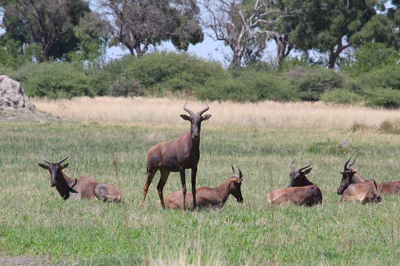 Южно-африканские приключения часть 2 20000 км (Намибия, Ботсвана, Замбия, Малави, Мозамбик) октябрь-декабрь 2025