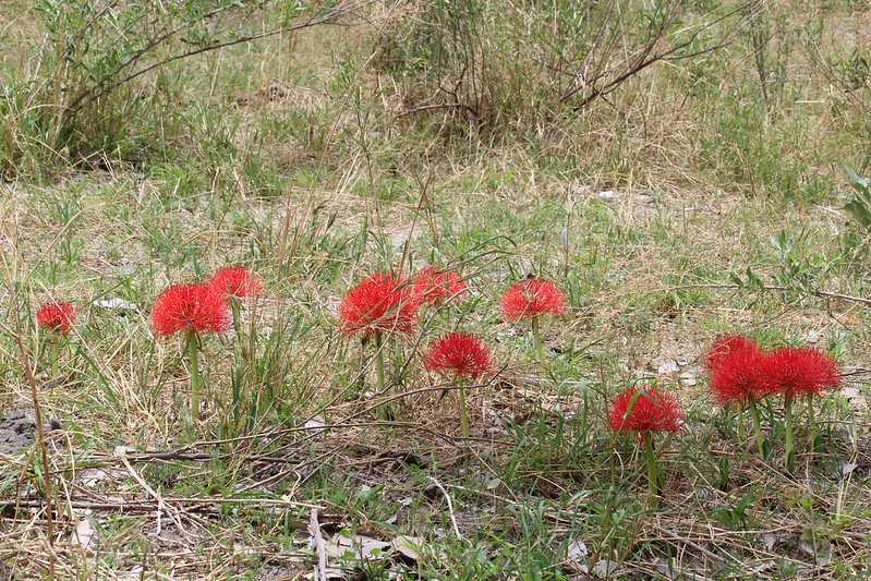 Южно-африканские приключения часть 2 20000 км (Намибия, Ботсвана, Замбия, Малави, Мозамбик) октябрь-декабрь 2025