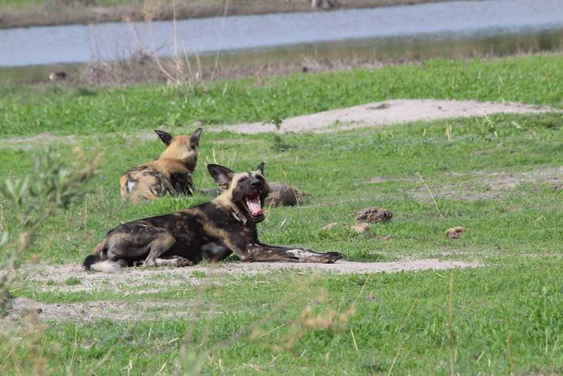 Южно-африканские приключения часть 2 20000 км (Намибия, Ботсвана, Замбия, Малави, Мозамбик) октябрь-декабрь 2025