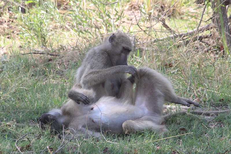 Южно-африканские приключения часть 2 20000 км (Намибия, Ботсвана, Замбия, Малави, Мозамбик) октябрь-декабрь 2025