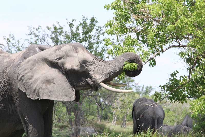 Южно-африканские приключения часть 2 20000 км (Намибия, Ботсвана, Замбия, Малави, Мозамбик) октябрь-декабрь 2025