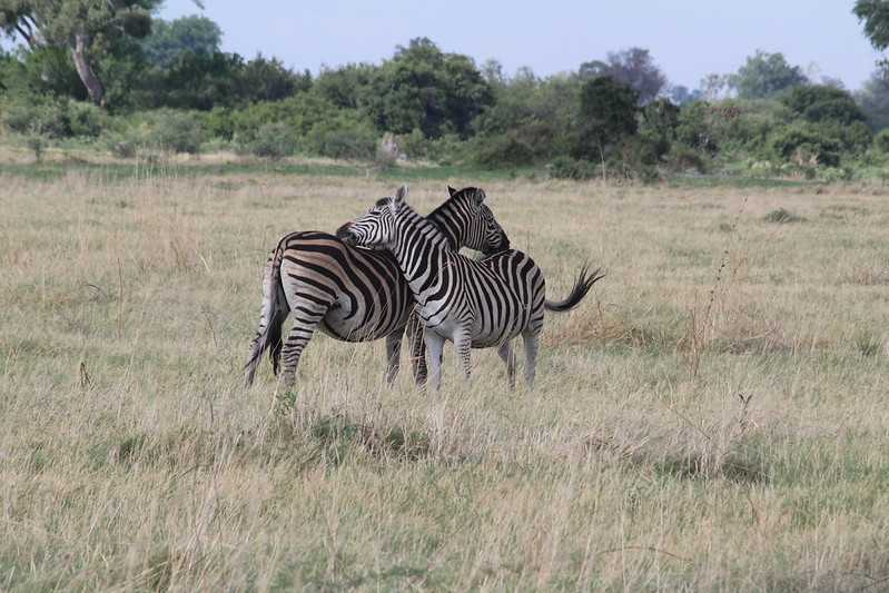 Южно-африканские приключения часть 2 20000 км (Намибия, Ботсвана, Замбия, Малави, Мозамбик) октябрь-декабрь 2025