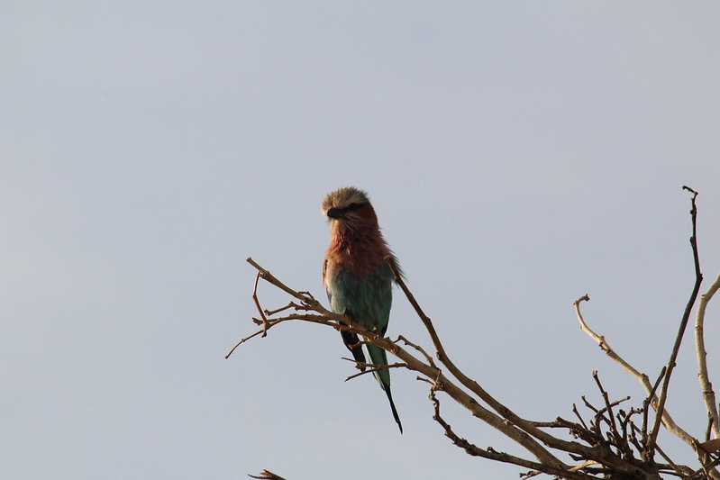 Южно-африканские приключения часть 2 20000 км (Намибия, Ботсвана, Замбия, Малави, Мозамбик) октябрь-декабрь 2025