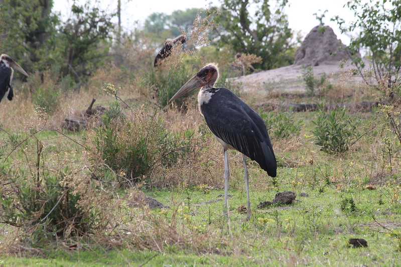 Южно-африканские приключения часть 2 20000 км (Намибия, Ботсвана, Замбия, Малави, Мозамбик) октябрь-декабрь 2025