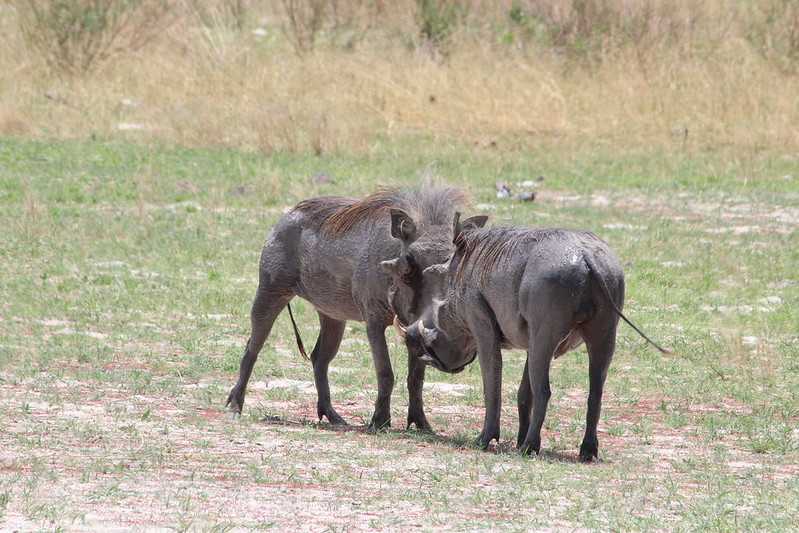 Южно-африканские приключения часть 2 20000 км (Намибия, Ботсвана, Замбия, Малави, Мозамбик) октябрь-декабрь 2025