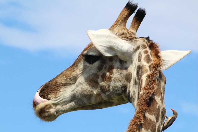 Южно-африканские приключения часть 2 20000 км (Намибия, Ботсвана, Замбия, Малави, Мозамбик) октябрь-декабрь 2025