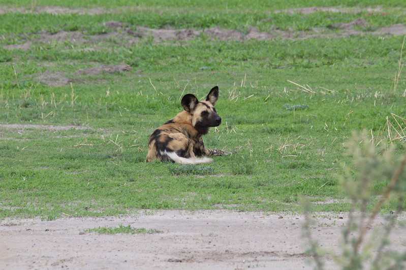 Южно-африканские приключения часть 2 20000 км (Намибия, Ботсвана, Замбия, Малави, Мозамбик) октябрь-декабрь 2025