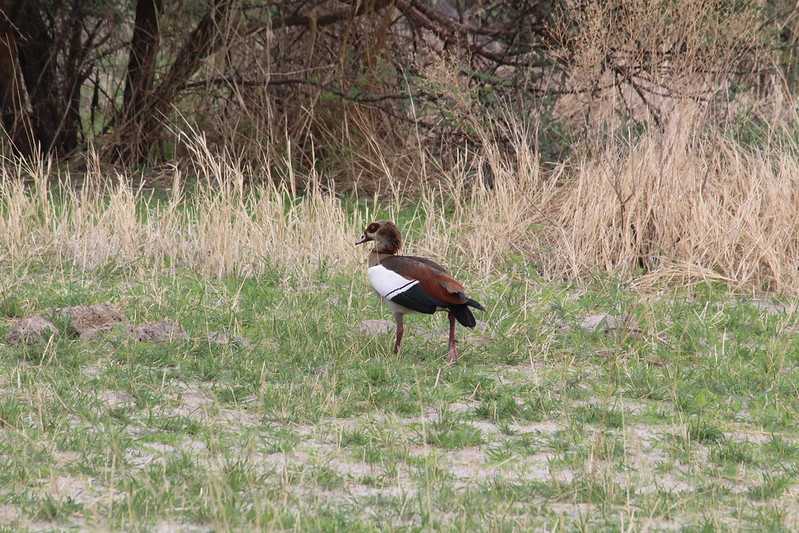 Южно-африканские приключения часть 2 20000 км (Намибия, Ботсвана, Замбия, Малави, Мозамбик) октябрь-декабрь 2025