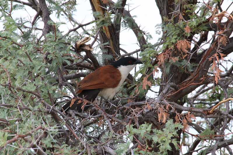 Южно-африканские приключения часть 2 20000 км (Намибия, Ботсвана, Замбия, Малави, Мозамбик) октябрь-декабрь 2025