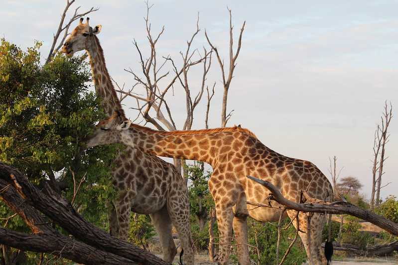 Южно-африканские приключения часть 2 20000 км (Намибия, Ботсвана, Замбия, Малави, Мозамбик) октябрь-декабрь 2025