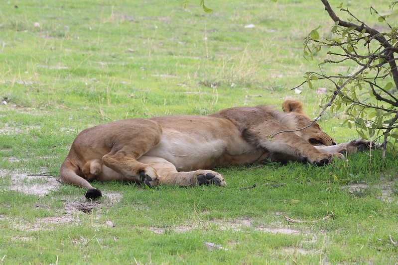 Южно-африканские приключения часть 2 20000 км (Намибия, Ботсвана, Замбия, Малави, Мозамбик) октябрь-декабрь 2025