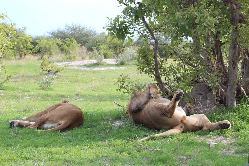 Южно-африканские приключения часть 2 20000 км (Намибия, Ботсвана, Замбия, Малави, Мозамбик) октябрь-декабрь 2025